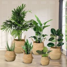 several potted plants are sitting on the floor