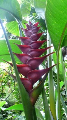 an exotic plant with red flowers in the jungle