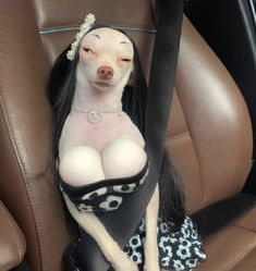 a dog sitting in the back seat of a car wearing a dress and headband