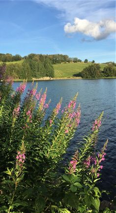 purple flowers are blooming on the shore of a lake with green hills in the background