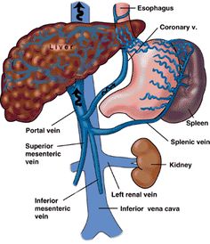 the anatomy of the liver and its surrounding organs