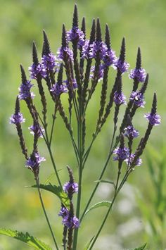 some purple flowers are growing in the grass