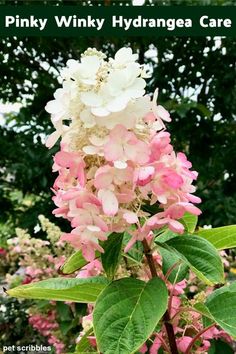 pink and white flowers with the words pinky winkky hydrangea care on it