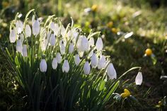 snowdrops blooming in the grass on a sunny day