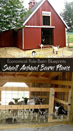 the barn has several animals in it