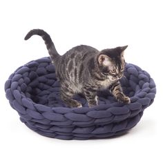 a small kitten standing on top of a blue rope cat bed in front of a white background