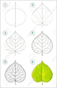 step by step instructions to learn how to draw a leaf from the top and bottom