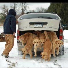 a group of dogs standing in the back of a car on snow covered ground next to trees