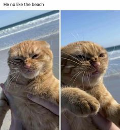 an orange cat sitting on top of someone's hand next to the ocean and holding it up