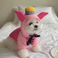 a small white dog wearing a pink shirt and hat on top of a bed next to a plate