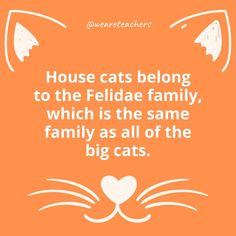 a cat with the words house cats belong to the felidae family, which is the same family as all of the big cats