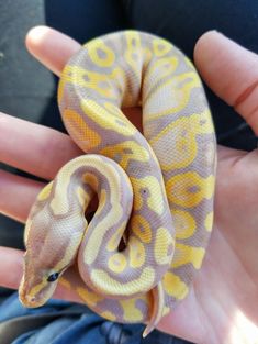 a person holding a yellow and brown snake in their hand