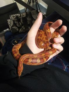 a person holding a snake in their hand