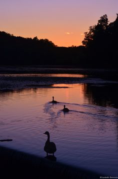 two ducks in the water at sunset with trees in the backgrounnd and one duck standing on the edge