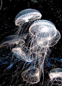 some very pretty jellyfish floating in the water