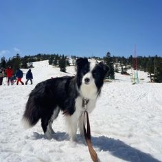 a black and white dog standing on top of a snow covered slope holding a leash