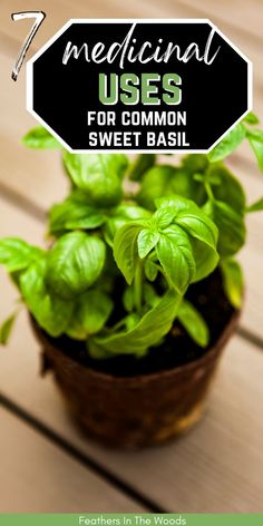 basil plant, grown for health purposes Basil Uses, Ways To Use Basil, Uses For Basil, Medical Garden, Benefits Of Basil, Basil Health Benefits, Herbal Medicine Recipes, Medicinal Herbs Garden