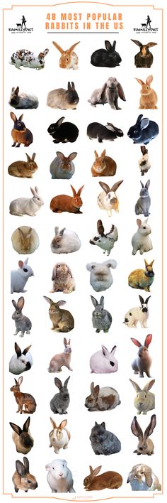 48 Rabbit breeds Rabbit Types