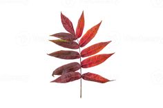 a red leaf is shown against a white background