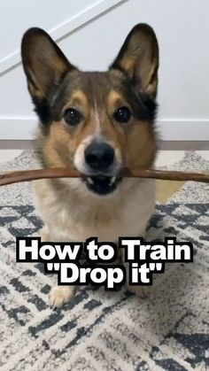 a dog holding a stick with the words how to train drop it