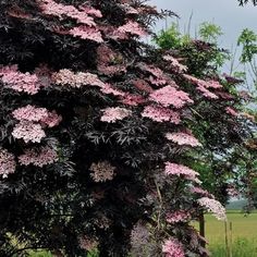 pink flowers blooming on the side of a tree in front of a grassy field