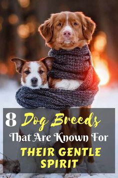 two dogs wearing scarfs with the words 8 dog breeds that are known for their gentle spirit