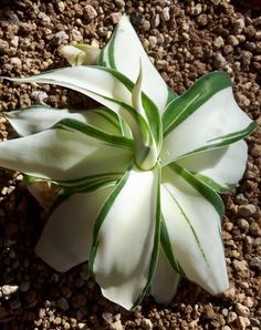 a small white flower sitting on top of gravel