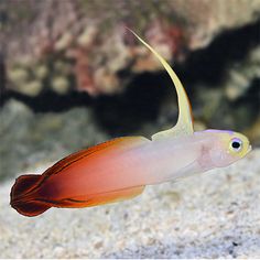 an orange and white fish swimming in the water