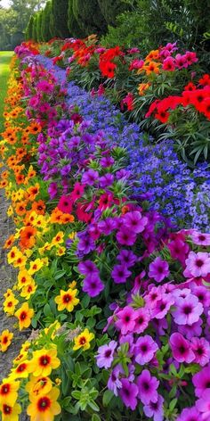 colorful flowers lined up along the side of a road with grass and trees in the background