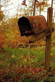 an old mailbox in the woods with fall foliage around it and trees behind it