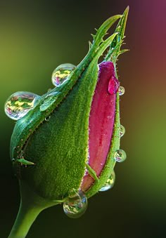 a flower with water droplets on it's petals and the stems are covered in dew