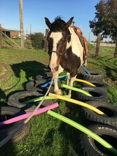 a horse standing on top of a lush green field next to lots of rubber tires