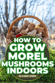 a basket filled with mushrooms sitting on top of a lush green field