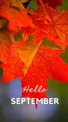 an image of autumn leaves with the words hello november