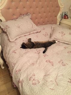 a cat laying on top of a bed next to pillows