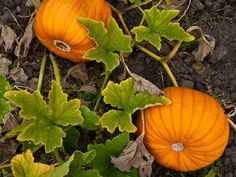 two pumpkins are growing on the ground next to some green leaves and brown dirt