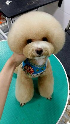 a small white dog sitting on top of a blue table next to a person's hand