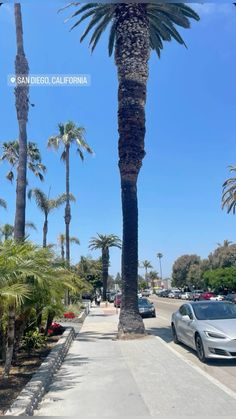 cars parked on the side of a road next to palm trees