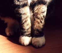 a cat sitting on top of a wooden floor