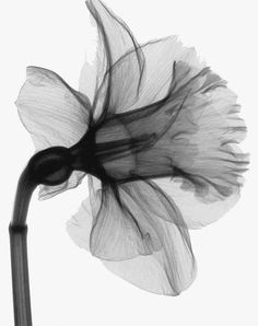 a black and white photo of a flower with long stems in the foreground, against a white background