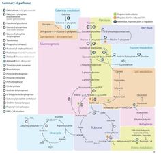 a map with several different languages and numbers on the same page, as well as other words