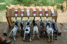 there are many small dogs that are standing in front of a bench with bottles on it