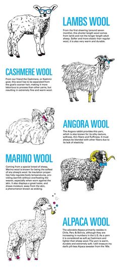 the different types of sheep are shown in this graphic style, including lambs and wool