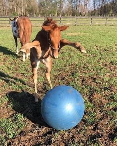 a baby horse standing next to an exercise ball in a fenced field with another horse