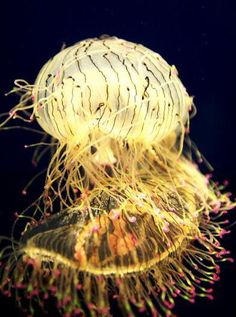 two jellyfish swimming in an aquarium with pink and green algae on it's back