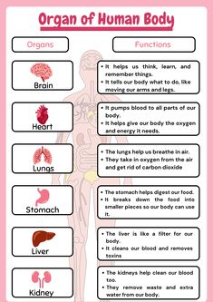 Body Organs Diagram Human Anatomy, Internal Organs Activity, Internal Body Parts For Kids, Internal Organs For Kids, Body Organs Worksheet, Internal Organs Worksheet, Organs And Their Functions, Human Body Internal Organs