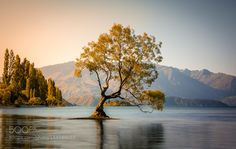 a lone tree sitting in the middle of a lake