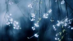 white flowers are growing on the branches of a tree in the foggy night sky