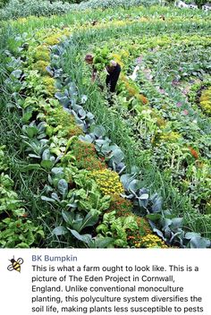 an image of a garden with lots of plants growing on the ground and people standing in it