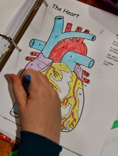 a child's hand is drawing a diagram of the heart